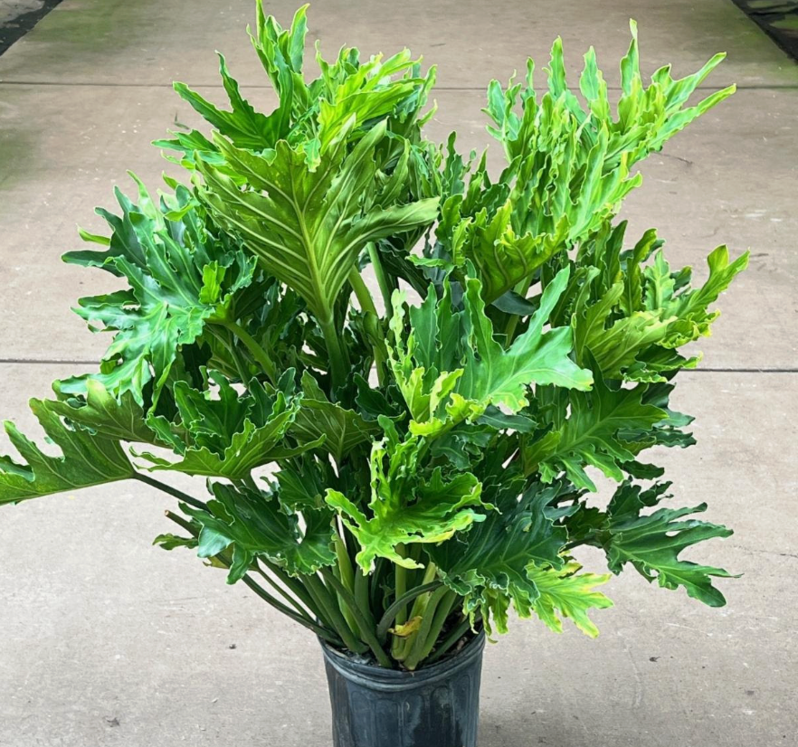 philodendron 'hope' Philodendron 'Hope'