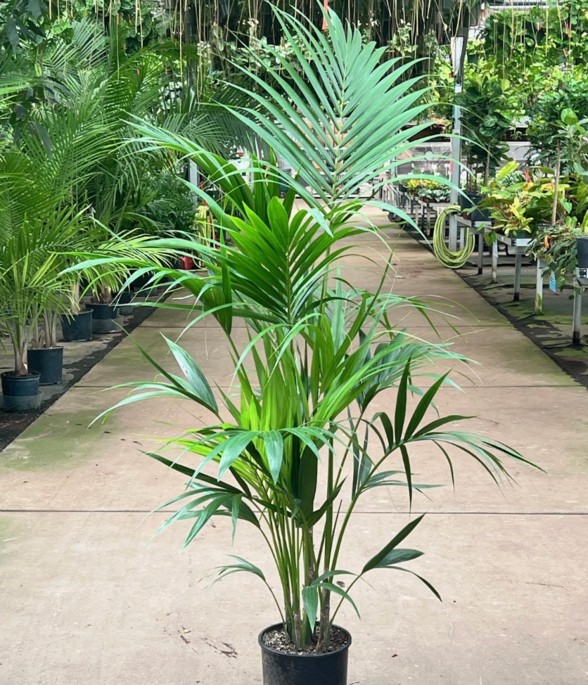 kentia plant indoor Howea Forsteriana (Kentia Palm) – Heron's Head Nursery