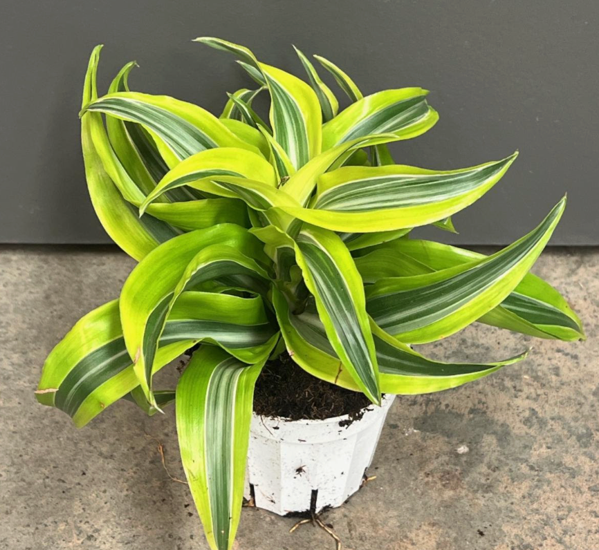 4 in. Pot Lemon Surprise Dracaena, Live Potted Tropical Plant (1-Pack)