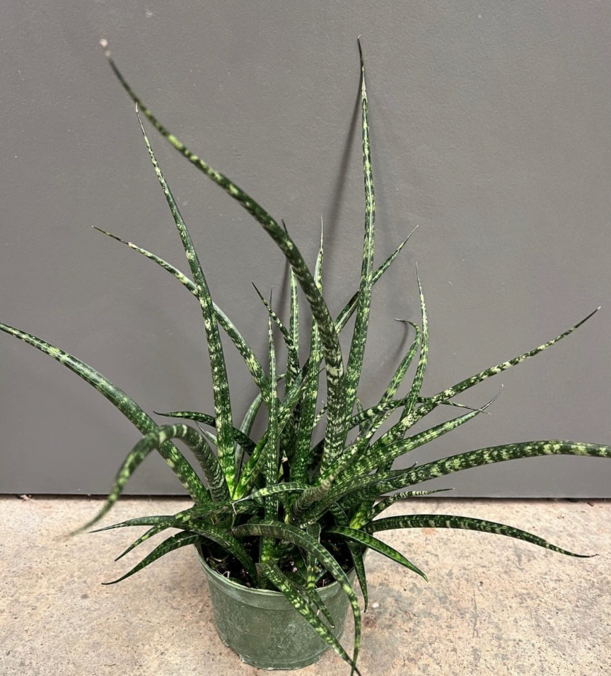 sansevieria fernwood musica Sansevieria 'Fernwood Mikado' – Heron's Head Nursery