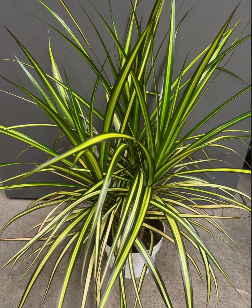 dracaena marginata full sun Dracaena marginata 'Sun Ray'