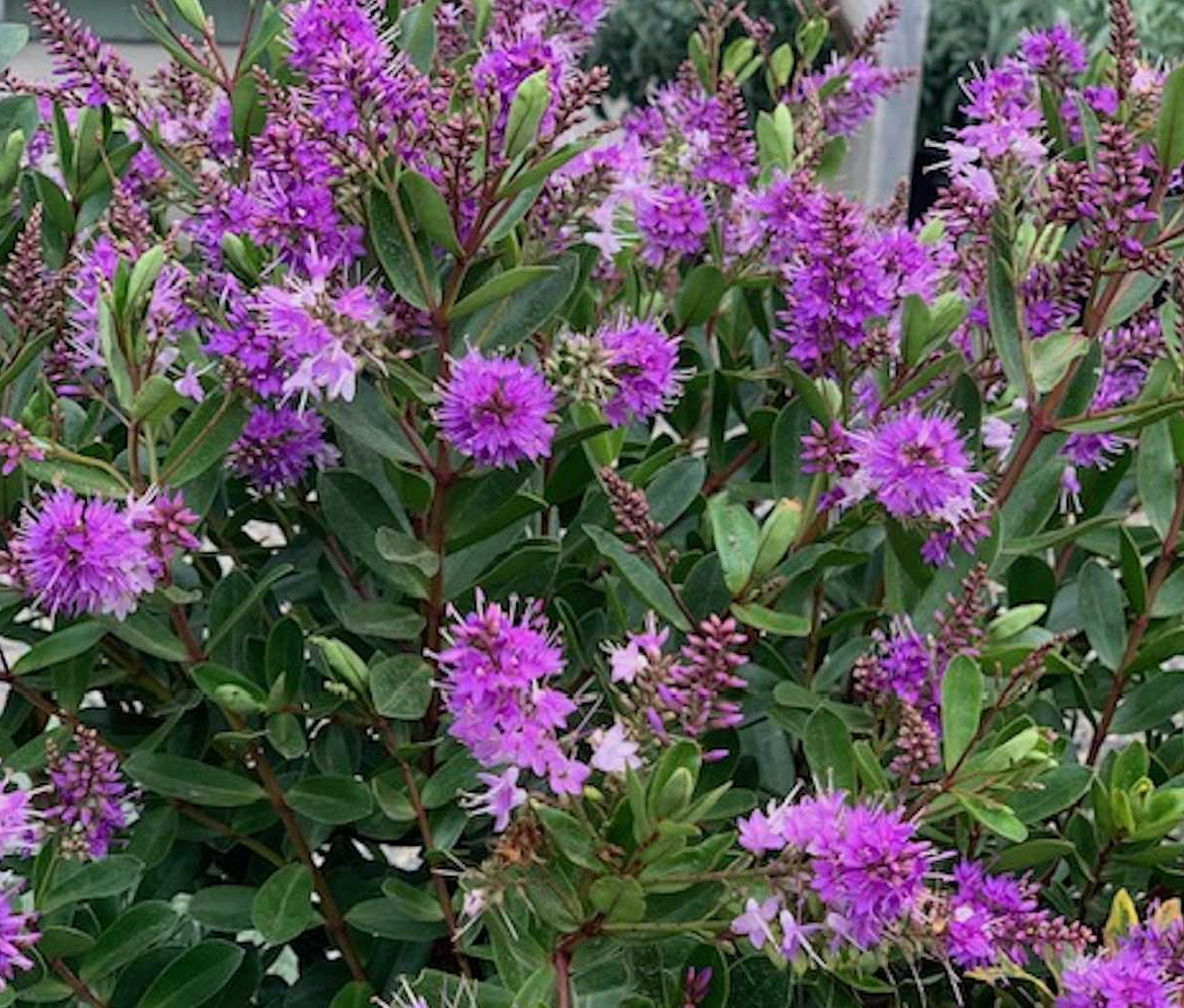 Hebe 'Coed' – Heron's Head Nursery