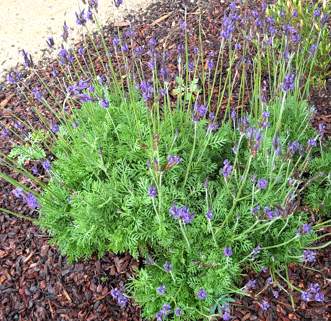 Lavandula (Lavender) pinnata (L. multifida, L. Downey) – Heron's Head  Nursery