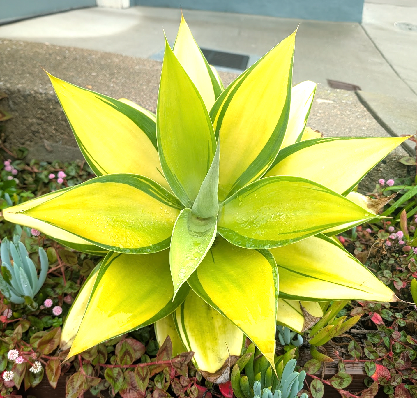 Agave attenuata 'Kara's Stripes'