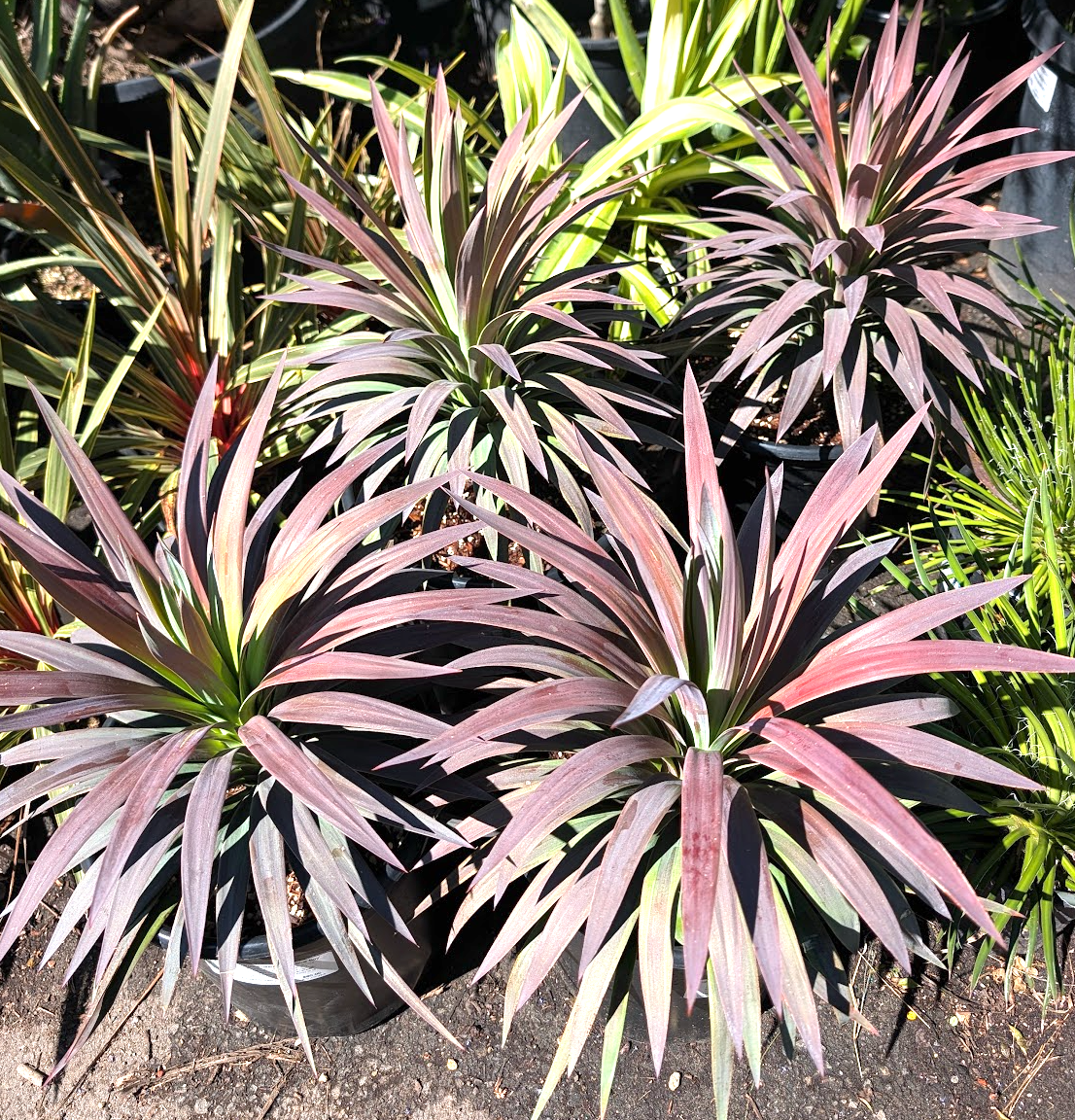 デスメティアーナ Yucca desmetiana 'Blue Boy' – Heron's Head Nursery
