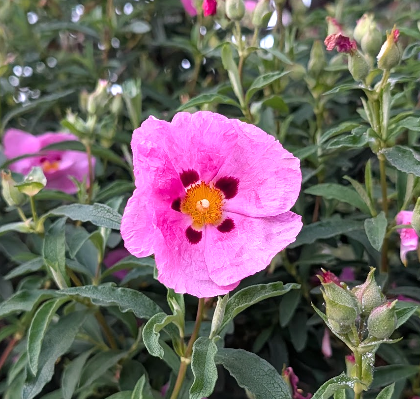 Cistus purpureus 'Pink Satin'