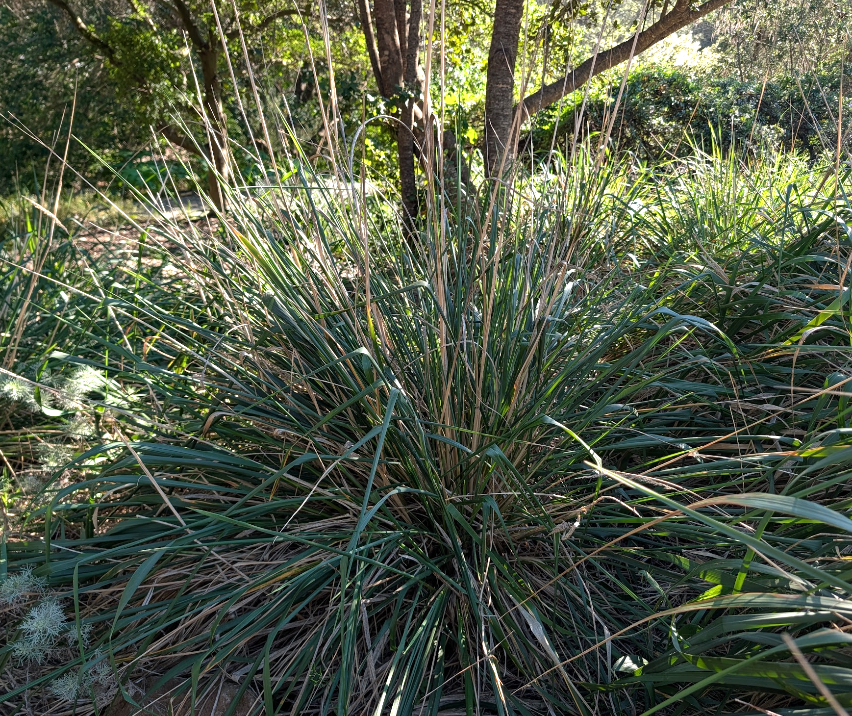 Calamagrostis nutkaensis 'The King' – Heron's Head Nursery