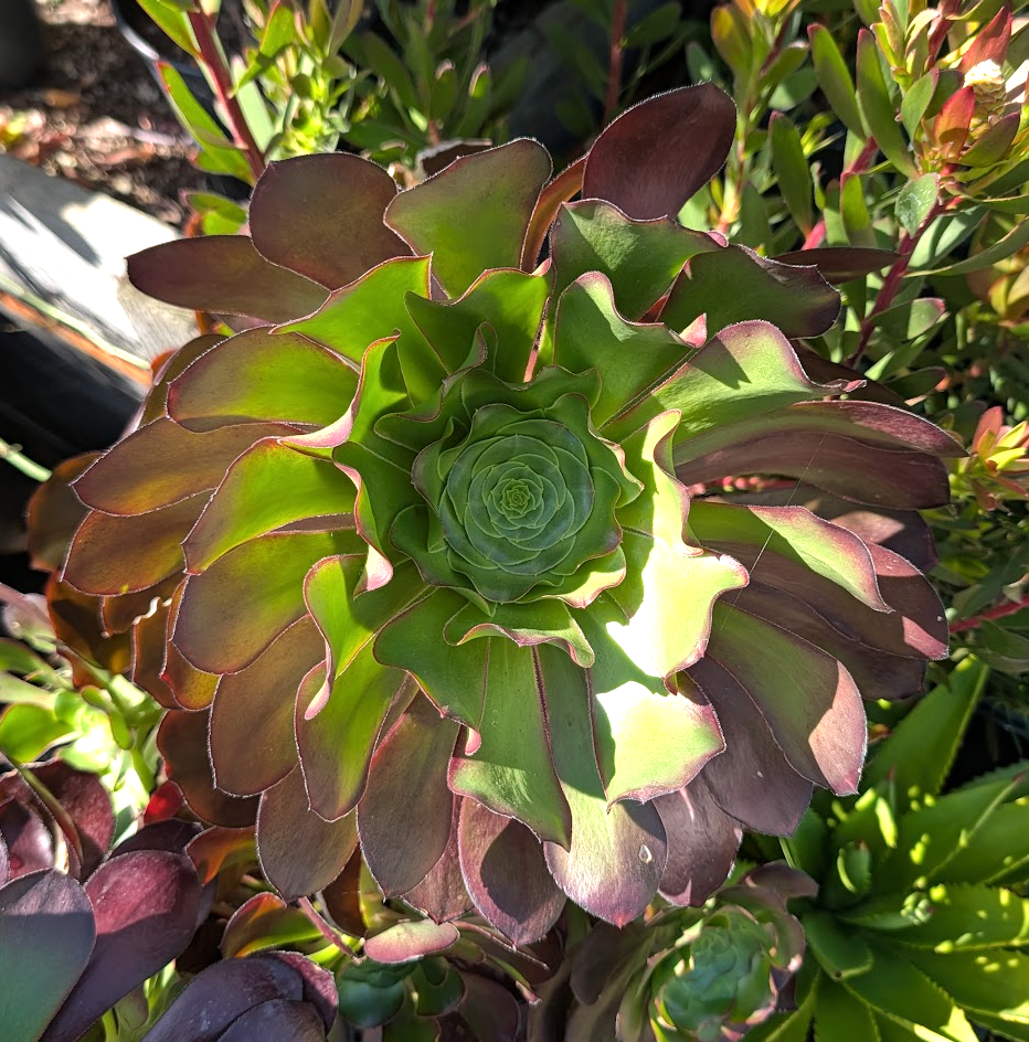 Aeonium 'Cyclops'