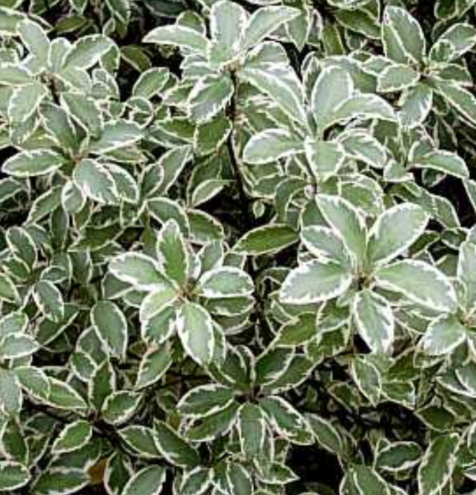 Pittosporum tenuifolium 'Marjorie Channon' – Heron's Head Nursery