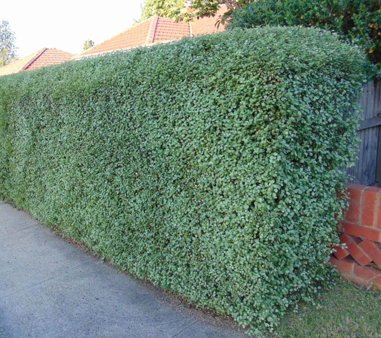 Pittosporum tenuifolium 'Silver Sheen'