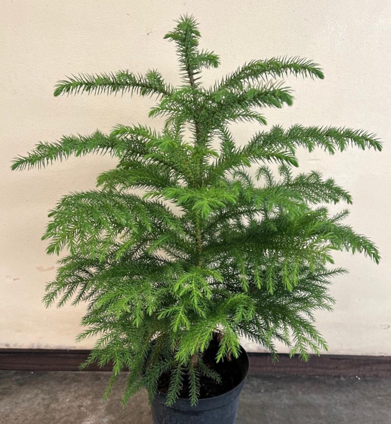 araucaria indoor plant Araucaria heterophylla