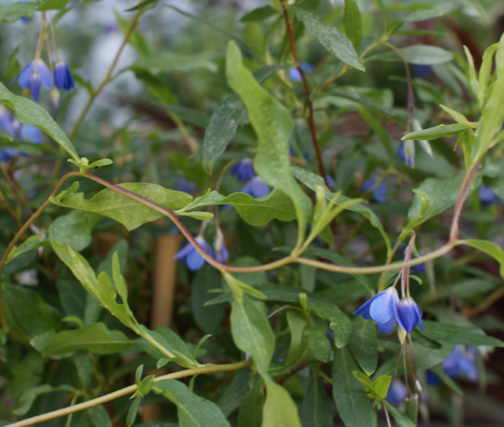 Sollya heterophylla 'Blue Bell Creeper'