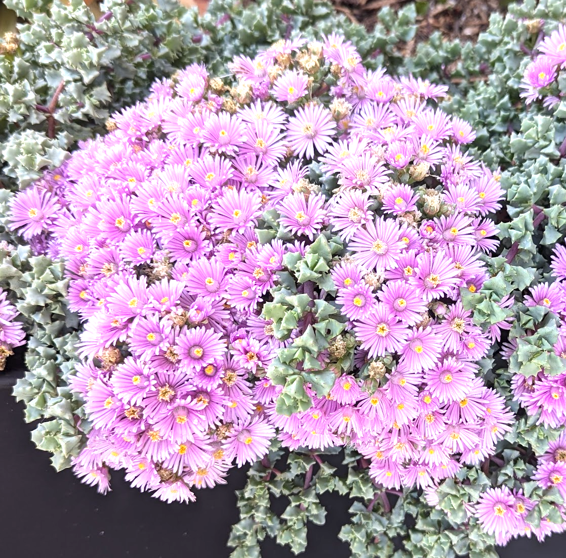 deltoides succulent Oscularia (Lampranthus) deltoides