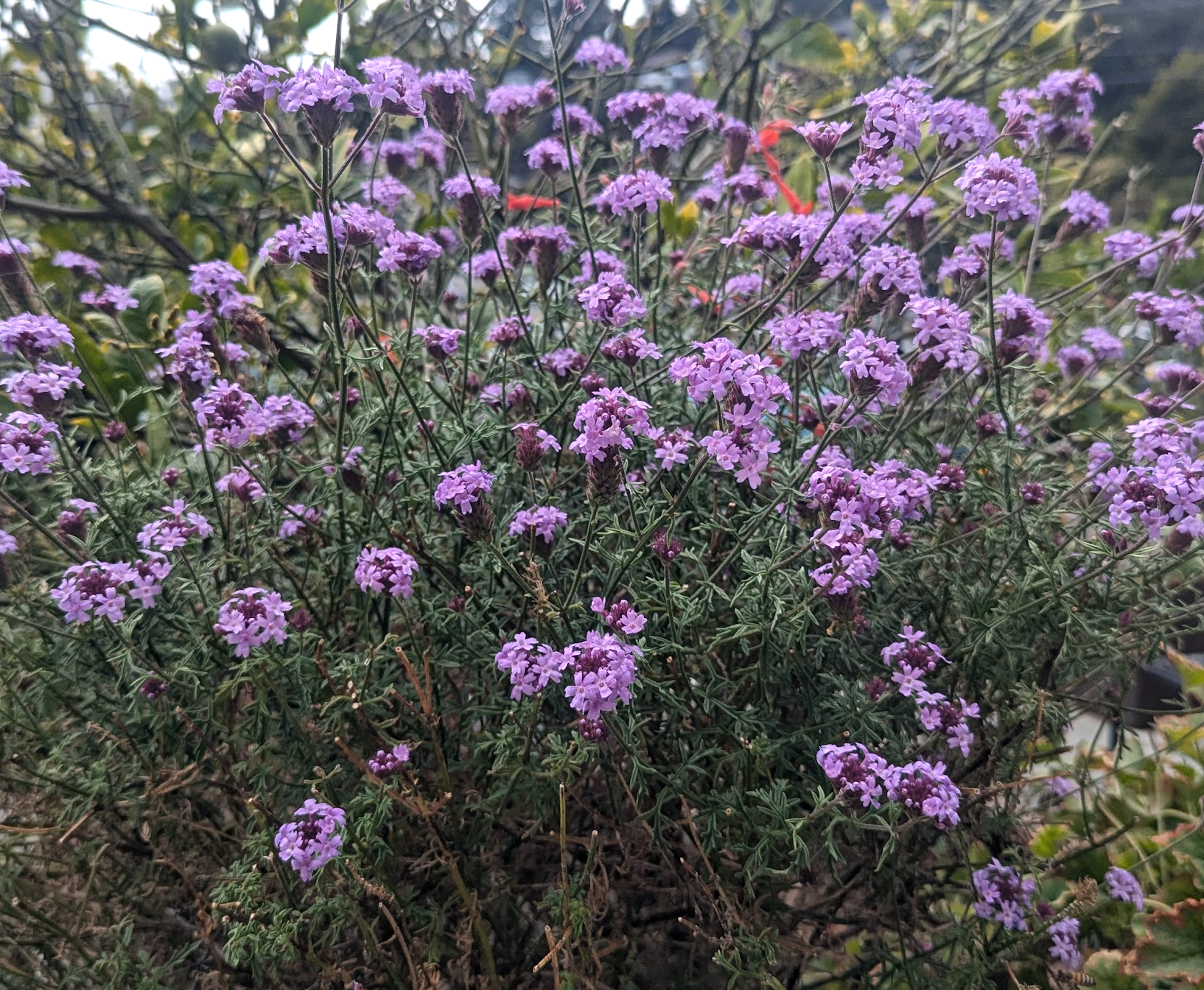 Verbena lilacina 'De La Mina' – Heron's Head Nursery