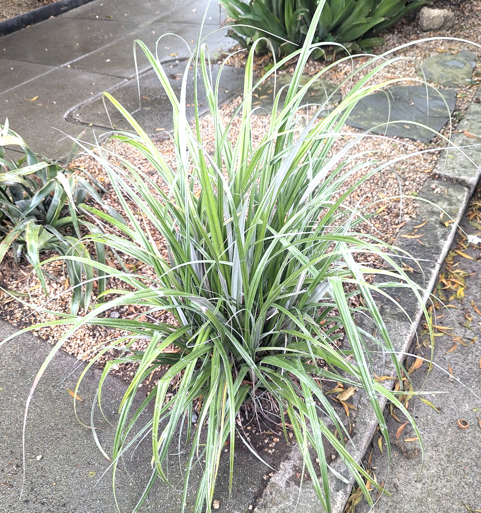 Astelia banksii – Heron's Head Nursery