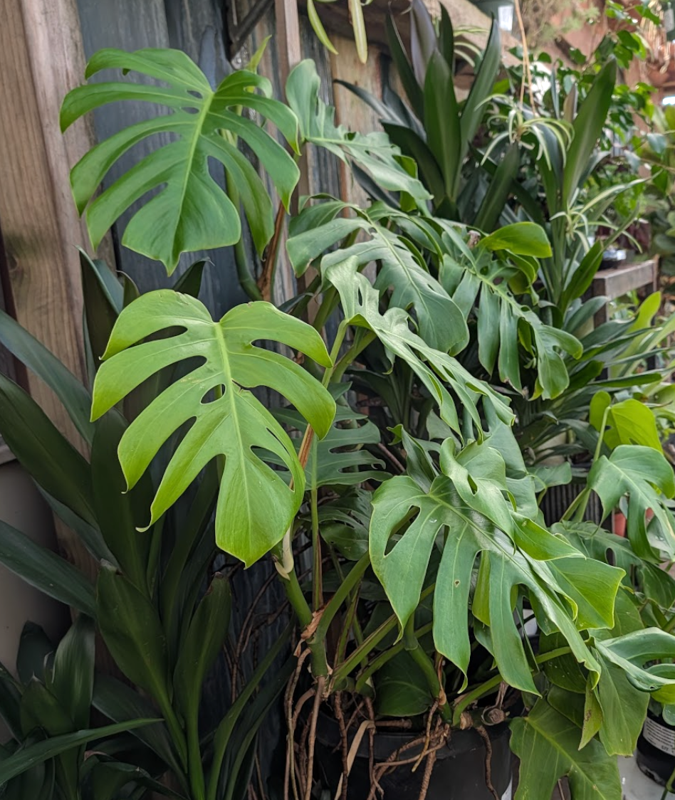 Monstera deliciosa – Heron's Head Nursery