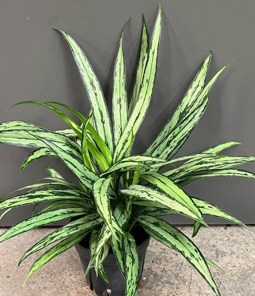 aglaonema cutlass white stem Aglaonema 'Cutlass'