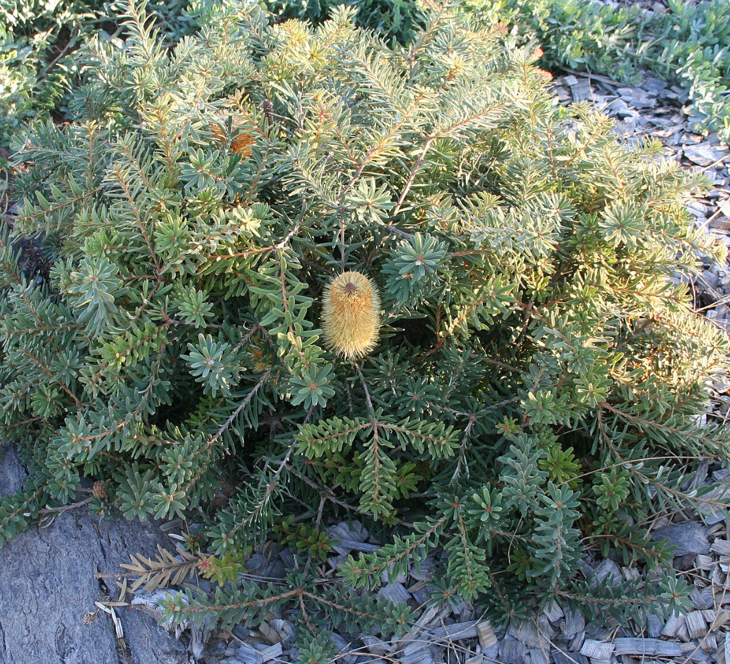 Banksia marginata 'Mini Marg' – Heron's Head Nursery