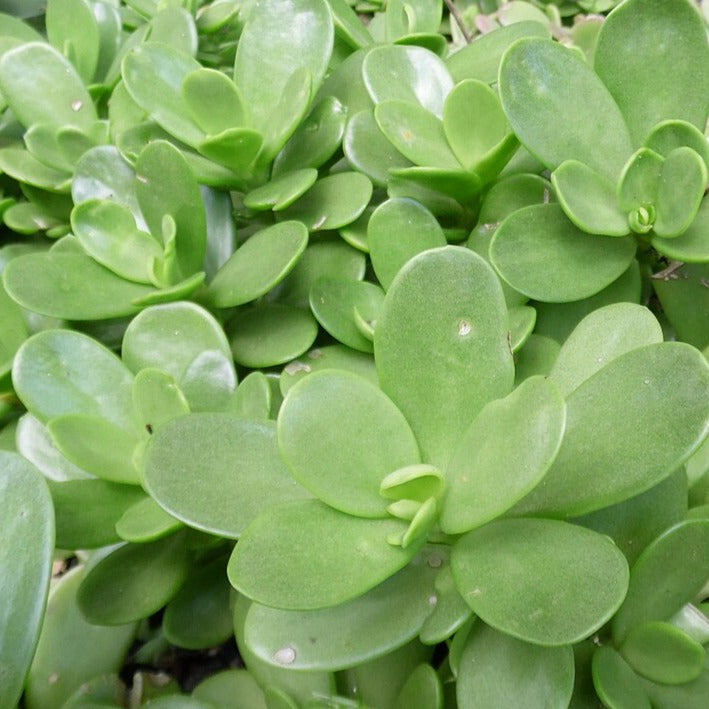 jacobsenii succulent Senecio jacobsenii