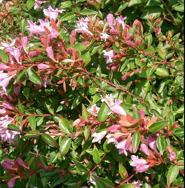 Abelia 'Edward Goucher' – Heron's Head Nursery Abelia 'Edward Goucher' – Heron's Head Nursery