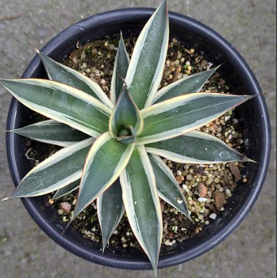 Agave 'Snow Glow' – Heron's Head Nursery
