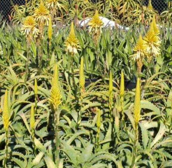 aloe vera plant yellow Aloe arborescens 'Lutea' – Heron's Head Nursery