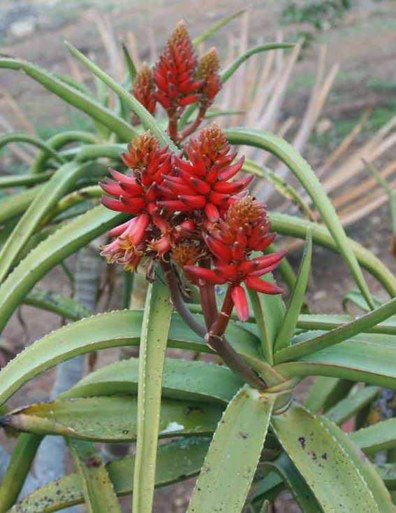 Aloe eminens 'Koko Crater' – Heron's Head Nursery