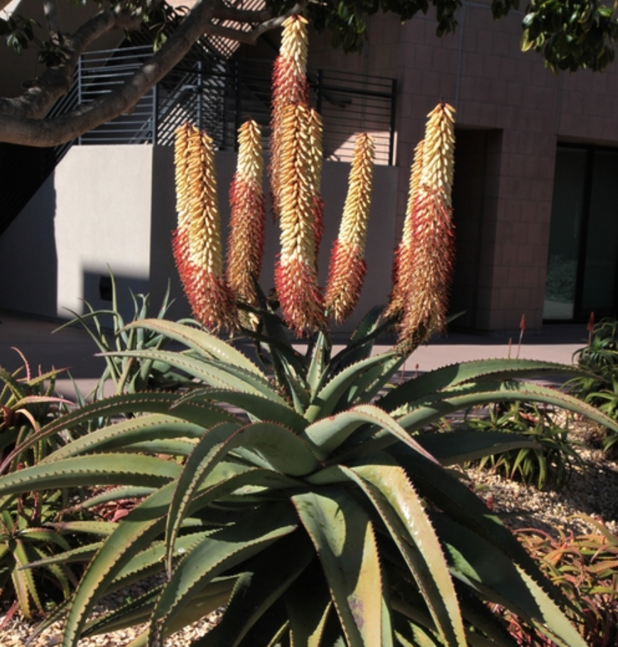 Aloe ferox 'White Flower Form'  Heron's Head Nursery