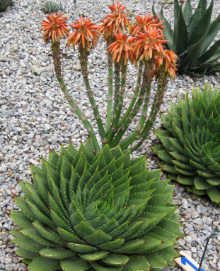 aloe vera plant spiral Aloe polyphylla 'Swirl' – Heron's Head Nursery