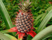 red spineless pineapple plant Ananas lucidus – Heron's Head Nursery