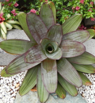 anthurium brownii Anthurium brownii – Heron's Head Nursery