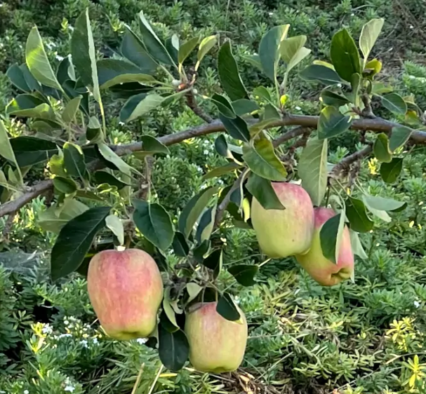Apple: Anna – Heron's Head Nursery