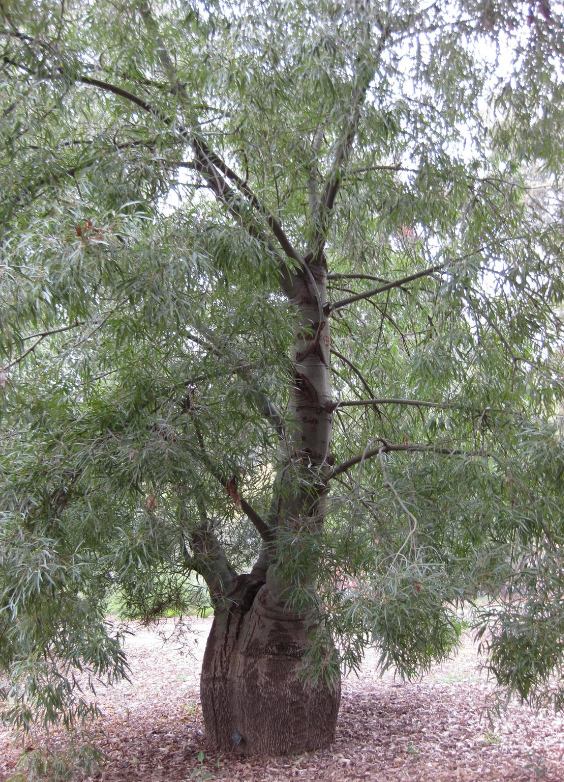 Queensland Bottle Tree 'Brachychiton rupestris' 15 gal.
