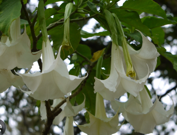 Brugmansia 'White'