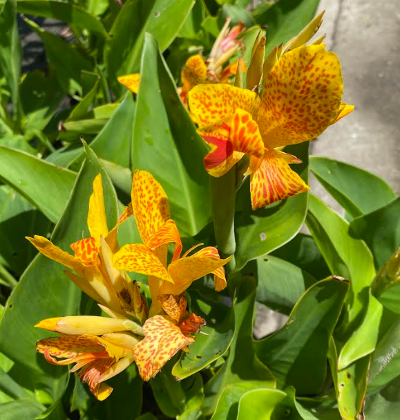 Canna 'Picasso' – Heron's Head Nursery