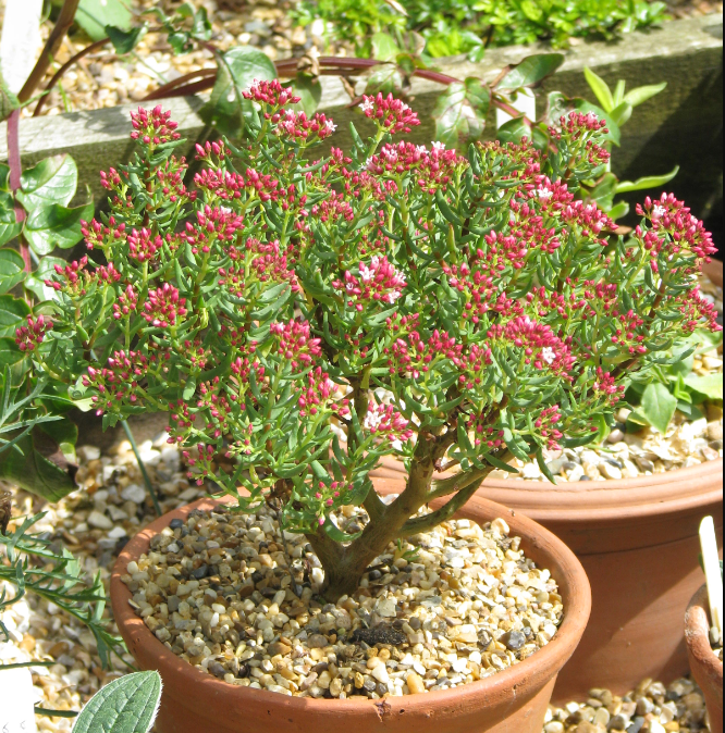 Crassula sarcocaulis – Heron's Head Nursery