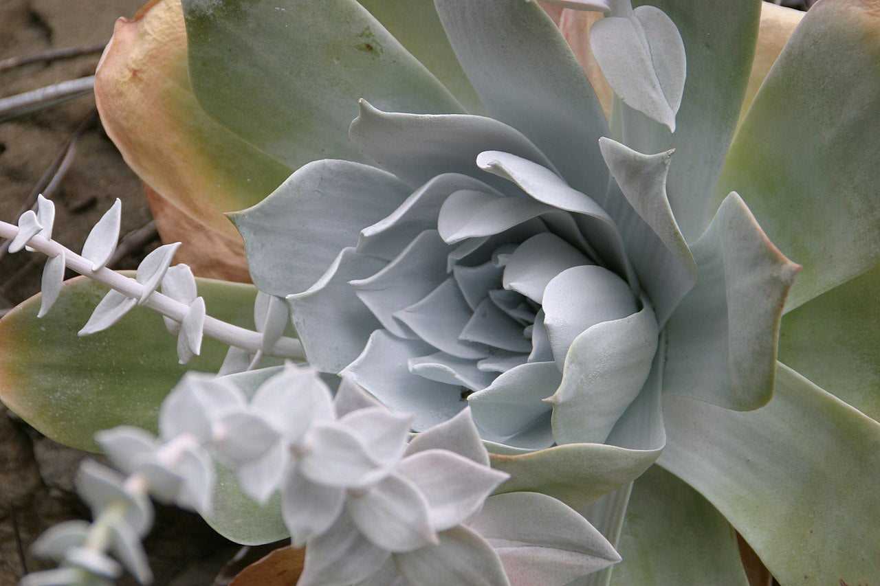 dudleya succulent Dudleya pulverulenta – Heron's Head Nursery
