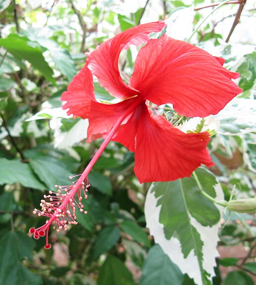 Hibiscus cooperi – Heron's Head Nursery