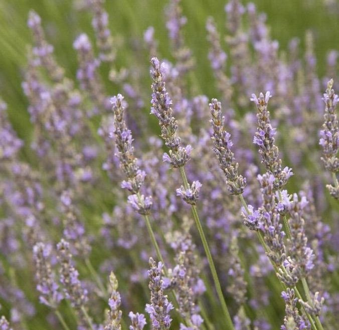 Lavandula x intermedia 'Provence' (Lavender) – Heron's Head Nursery