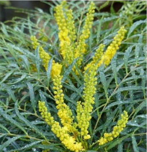 Mahonia eurybracteata 'Soft Caress' – Heron's Head Nursery