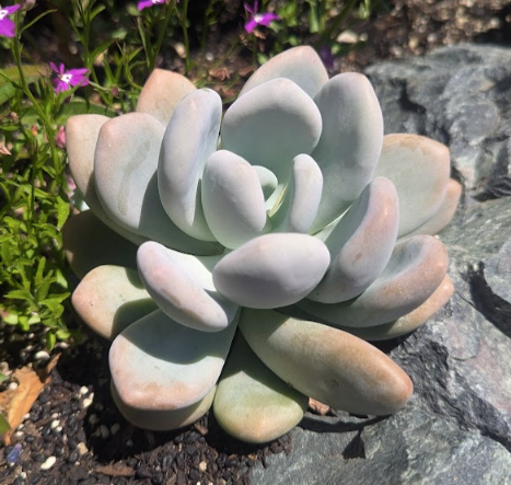 Pachyphytum bracteosum – Heron's Head Nursery