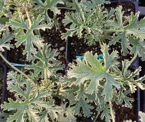 Pelargonium graveolens 'Lady Plymouth Variegated' – Heron's Head Nursery