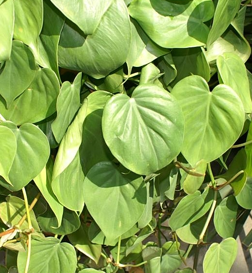 philodendron hederaceum Philodendron hederaceum (pittieri) var. hederaceum – Heron's Head Nursery