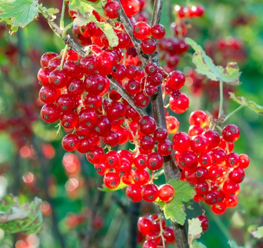 Ribes rubrum 'Red Lake' (Red Currant) – Heron's Head Nursery