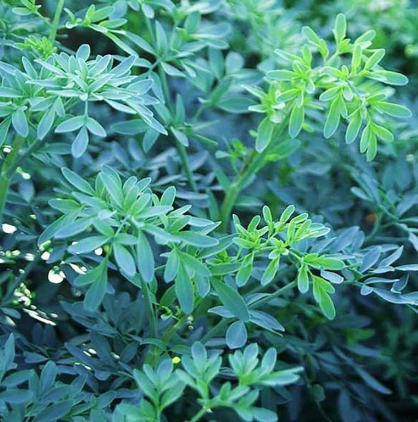 barry plant Ruta chalepensis 'Barry' – Heron's Head Nursery