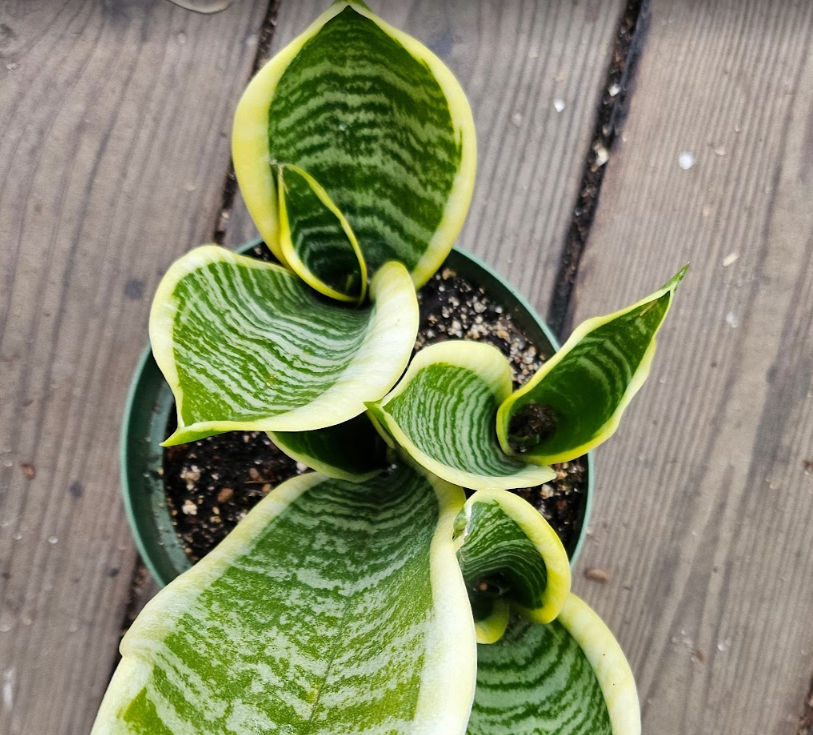sansevieria futura superba Sansevieria trifasciata 'Futura Superba' – Heron's Head Nursery