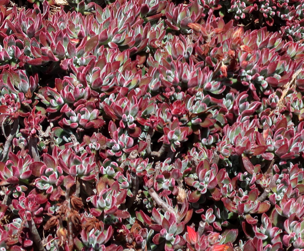 Sedum spurium 'Dragon's Blood' – Heron's Head Nursery