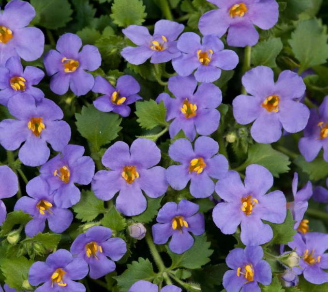 Sutera cordata 'Scopia Gulliver Blue' – Heron's Head Nursery