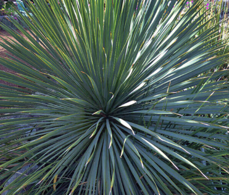 Yucca rostrata 'Sapphire Skies' – Heron's Head Nursery