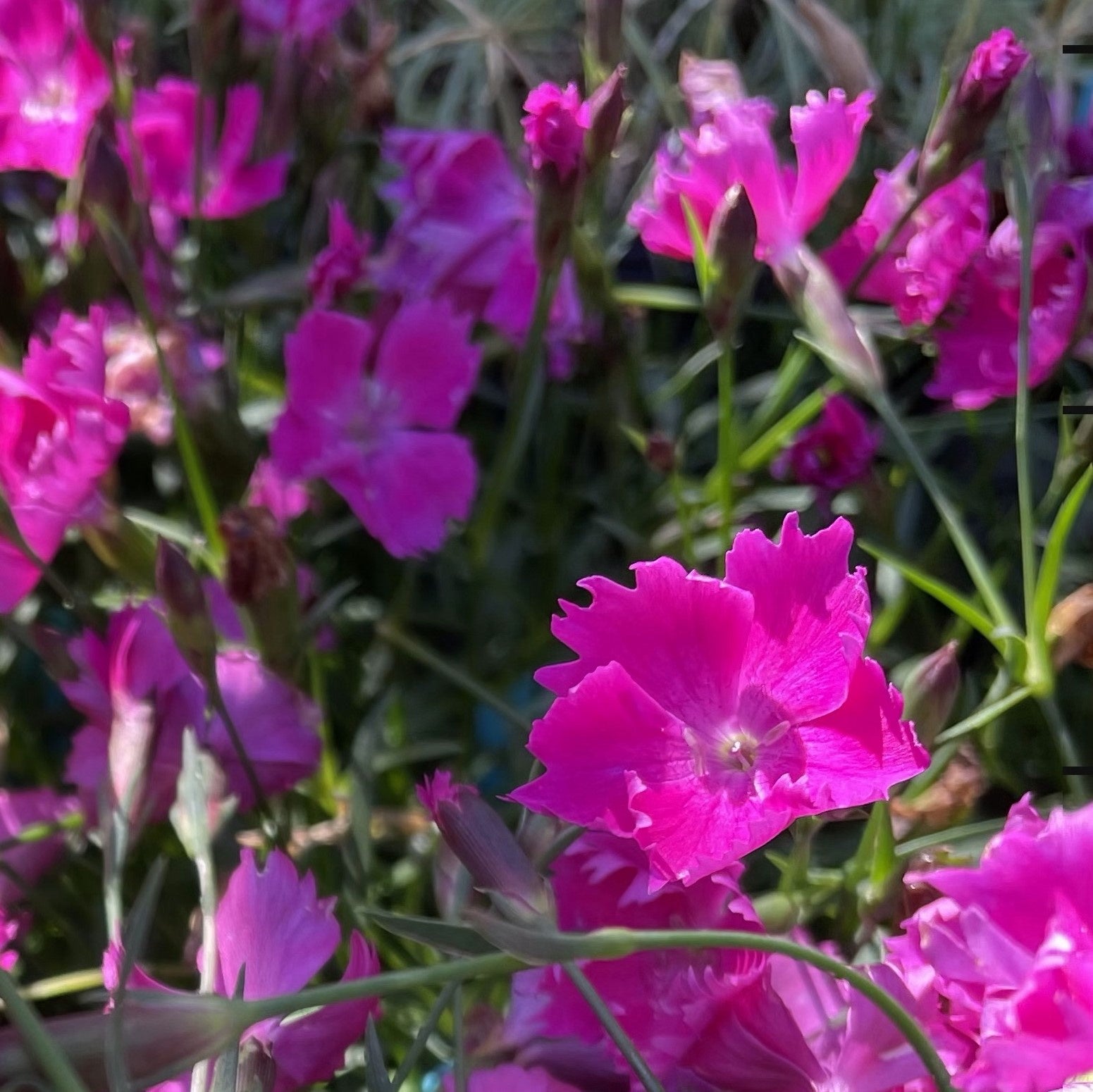 Dianthus Beauties 'Kahori' – Heron's Head Nursery